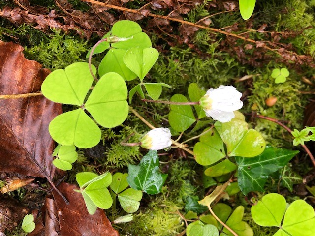 Wood Sorrel, my friend asked if there was any about. We found it and I wondered why she was asking. I found this,  https://www.wildfooduk.com/edible-wild-plants/wood-sorrel/ Leaves and flowers are apparently good in salads and drinks. It has a sharp and sour lemony taste, a useful tip for your Gin and Tonics in lockdown. 