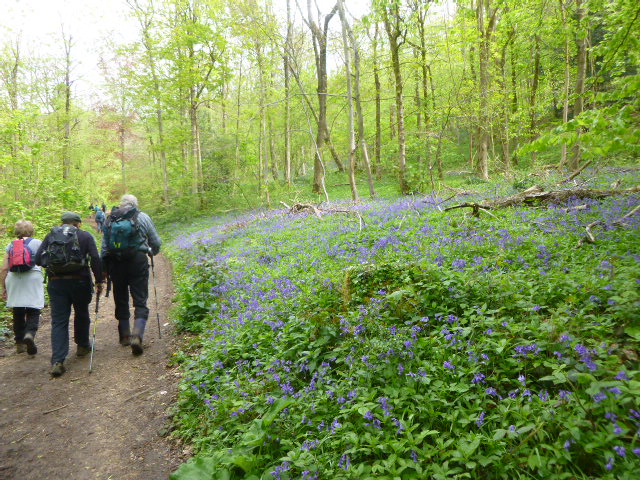 And bluebells on our way back to the car park