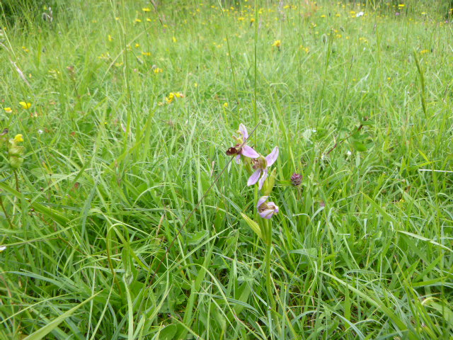 Then, as we’re leaving Edge Common, someone spots a bee orchid which Lawrence manages to get a good photo of, then it’s back through Pitchcombe Woods and the Bird in Hand to the car park