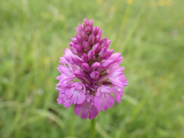 There are plenty of wildflowers including this Pyramidal Orchid