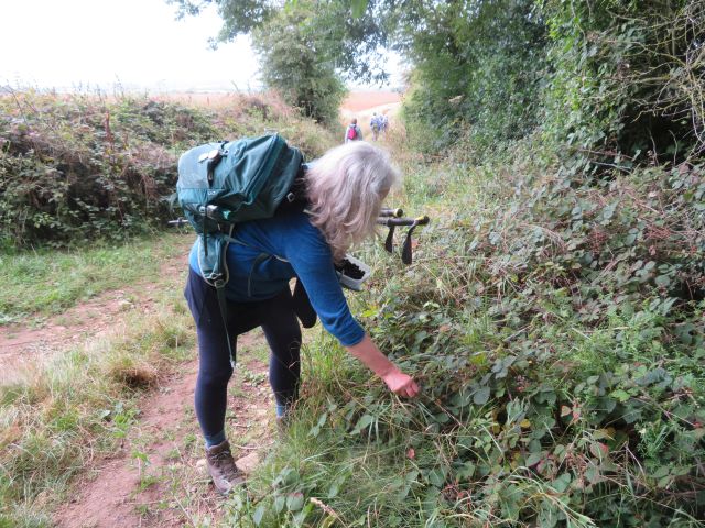 Blackberry picking before lunch