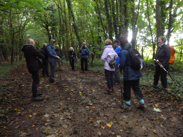 Group hiking in a forest path