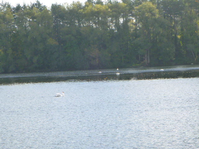 Swan swimming on peaceful lake near forest