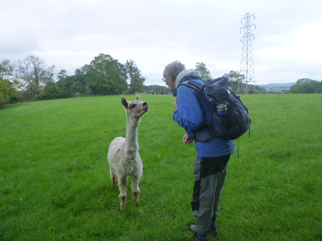 Man greeting alpaca in green field