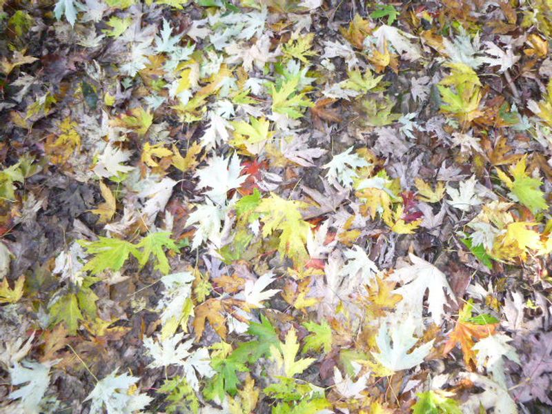 Autumn leaves scattered on the ground