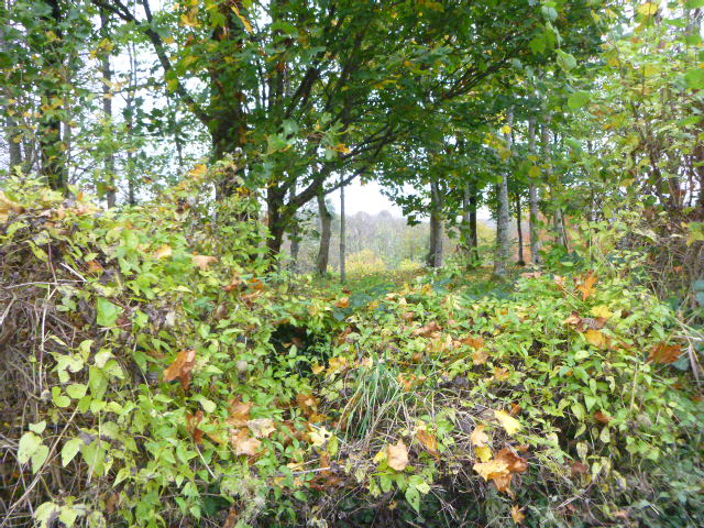 Lush green forest with dense foliage and trees