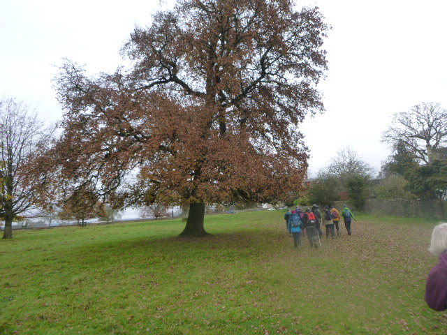 Hikers walking under a large autumn tree in park.