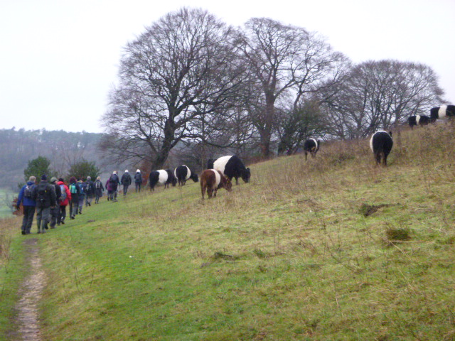 Group hiking in countryside with grazing cattle.