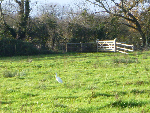 White bird in grassy field near gate.