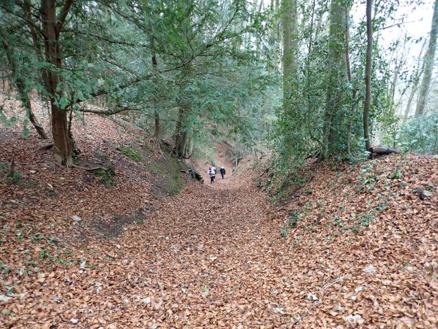 Forest path blanketed with fallen leaves, people walking.