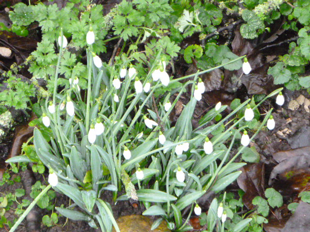 Snowdrops blooming in a woodland setting.