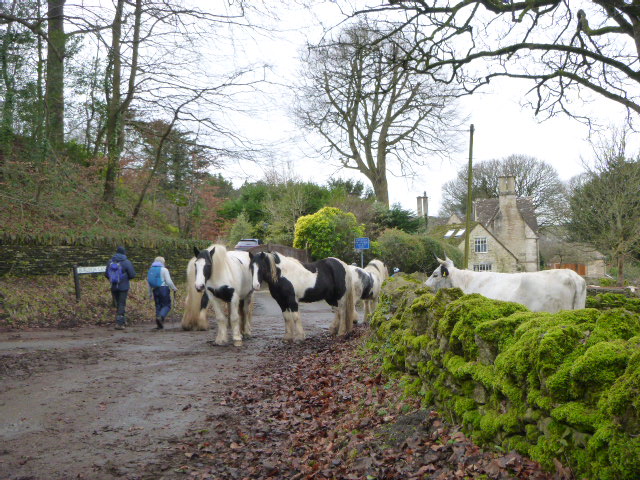 Horses and walkers on a country road.