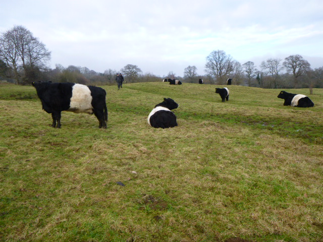 Belted Galloway cows grazing in field