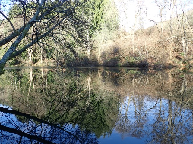 Trees reflected in calm pond water.