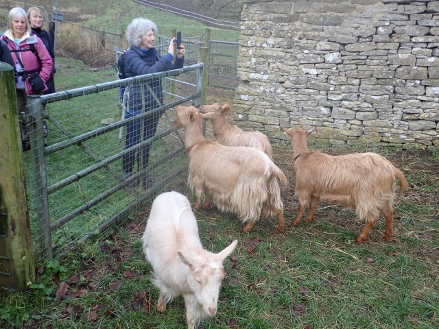 People photographing goats by a stone wall and fence.