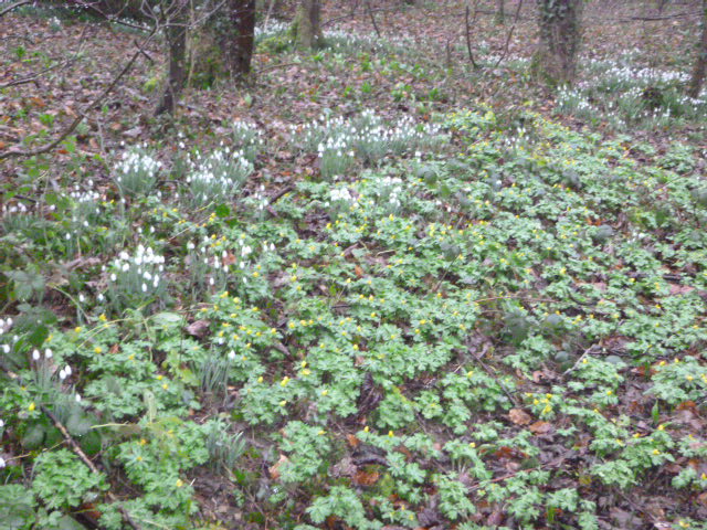 Forest floor with snowdrops and greenery