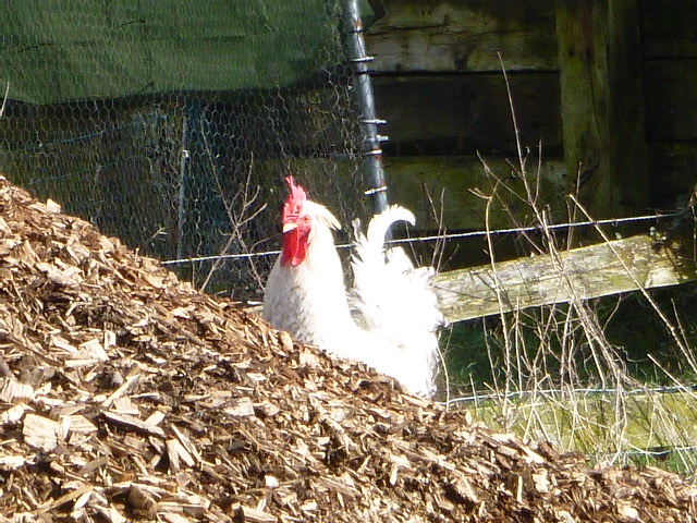 White rooster standing on wood chips pile.