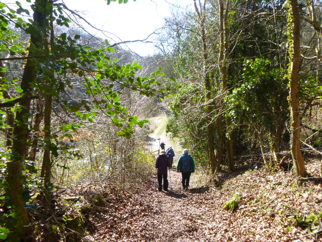 Hikers walking through a sunlit forest path.