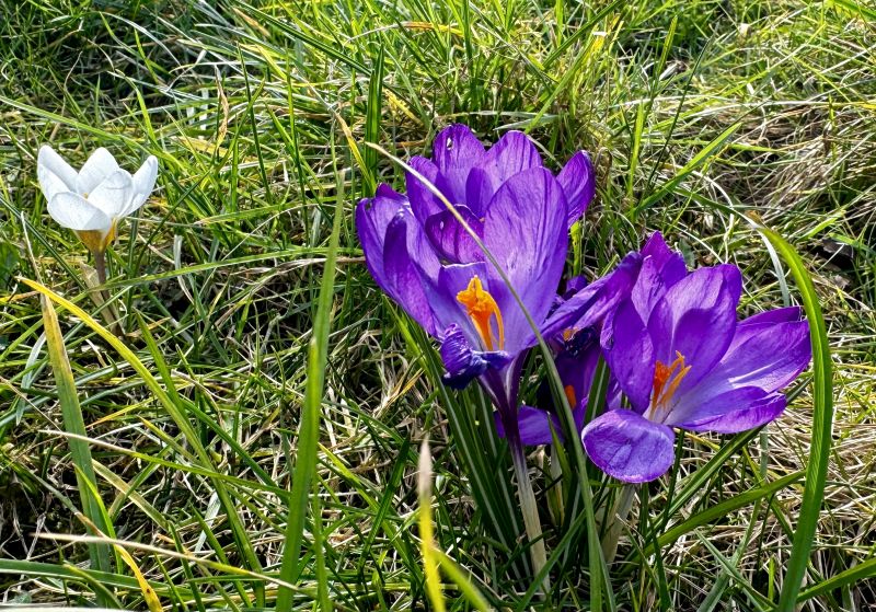 Purple and white crocuses in green grass.